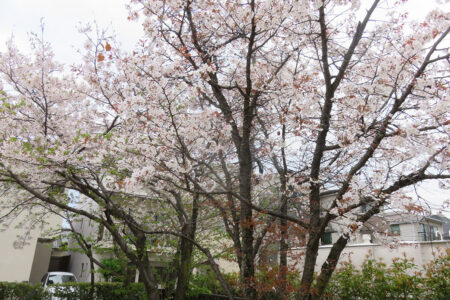 今日から全員登園です！
